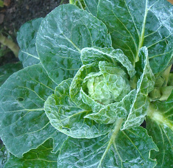 Photo: Brussels sprout top