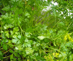 Photo: Parsley