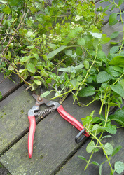 Photo: Freshly cut herbs