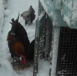 Photo: Chickens in the snow