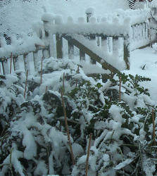 Photo: Purple sprouting brocolli in the snow