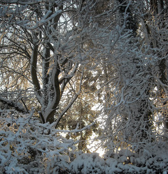 Photo: Snow in the garden