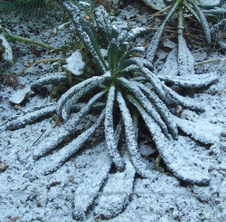 Photo: Frosted Black Tuscany Kale