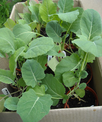 Photo: Calabrese and caualiflower plantlets