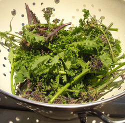 Photo: Buds from cabbage kale and purple sprouting brocolli