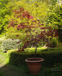 Photo: Japenese maple in a pot