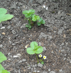 Photo: Strawberry plants