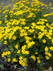Marsh marigold in our pond late spring last year