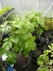 Photo: Potatoes in bags in the greenhouse