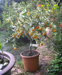 Photo: Hardy orange tree