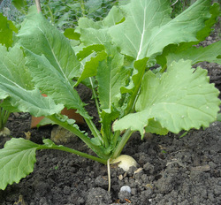 Baby turnip with frothy leaves