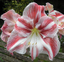 Photo: Amaryllis flower