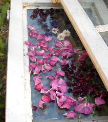 Photo: Rose petals and cornflowers in the open solar drier