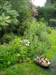 Photo: View from the back door today plus some potatoes that I'm really thrilled with!