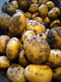 Photo: Home grown potatoes