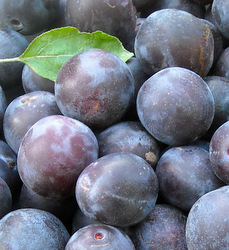 Juicy home grown plums