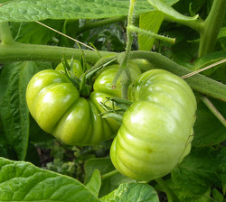 Photo: Red Brandy Wine tomatoes waiting to ripen