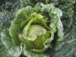 Photo: Organic home grown cabbage