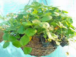 Strawberry plants with babies