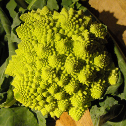 Photo: Romanesco cauilflower - we'll be growing these next year