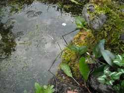 Albert the stone frog overseeing the frogspawn
