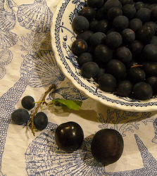 Left to right: wild damsons, bullace and eating plum