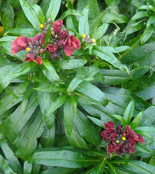 Wallflower buds just starting to open