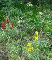 Wallflowers and primroses in our cottage garden
