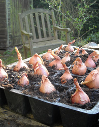 The first stage of growing great shallots