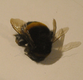 Dead bumble bee