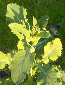 Sutherland kale shooting - cut of the top shoot and it will sprout from the side shoots