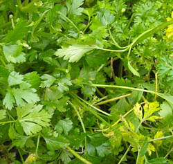 Photo: December parsley