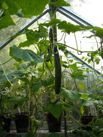 Photo: Hanging cucumbers