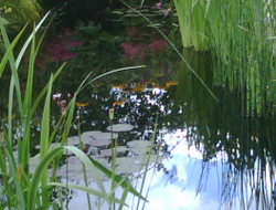 Photo: A  pond