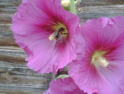 Photo: Bee in the hollyhocks