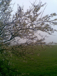 Photo: Cherry plum blossom