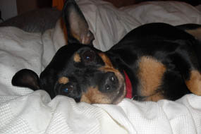 Photo: Inca lounging on my bed