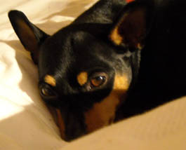 Photo: Inca relaxing on my bed