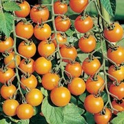 Sungold tomato trusses