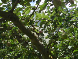 Photo: Apple tree