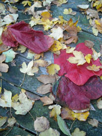 Photo: Autumn leaves