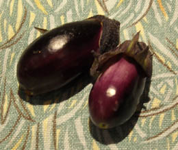 Photo: Baby aubergines