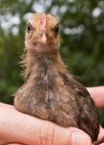 Baby chicken copyright Caroline