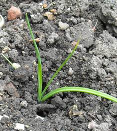 Photo: Baby leek planted in stony ground