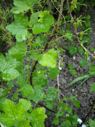 Background- gooseberry bush eaten by sawfly caterpillars