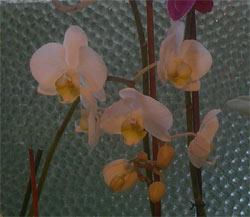 Photo: Orchid