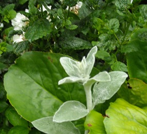 Bergenia and stachys