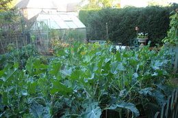 Photo: Broccoli and greenhouse