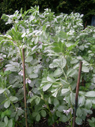 Photo: Broad Beans 2009