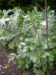 Photo: Flowering broad beans